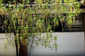 بهار در قاب دانشگاه علوم بهزیستی و توانبخشی